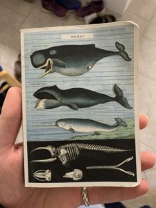 small book held in hand, blue cover with 3 types of whales, skeletons of whales below